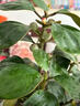 小盼菩提樹盆栽禪意植物室內(nèi)盆栽室內(nèi)盆景辦公室植物書房植物好養(yǎng) 小盼菩提帶果苔蘚球+青瓷冰裂盆 曬單實拍圖