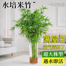 水培米竹室內(nèi)盆栽植物水養(yǎng)觀音竹富貴竹南天竹客廳竹子花卉綠植 精品米竹30顆【50-60厘米】 曬單實拍圖