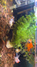 優(yōu)魚(yú)若寵金魚(yú)活體 觀(guān)賞魚(yú) 好養冷水魚(yú) 淡水活魚(yú) 小型小金魚(yú)寵物活體魚(yú) 4-6cm混色金魚(yú)5條 曬單實(shí)拍圖
