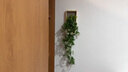 ins風小雛菊壁掛裝飾仿真綠植壁飾掛墻上面創(chuàng)意假花藤條遮丑掛件 雛菊壁掛+送無痕釘 曬單實拍圖