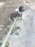柒哦狗狗牽引繩胸背帶背心式中小型犬伸縮遛狗繩泰迪柴犬專(zhuān)用狗鏈項圈 彩虹單胸背-天空藍 XS碼建議3-6斤 曬單實(shí)拍圖