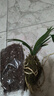 劉閣蘭花蘭花專(zhuān)用保濕水苔 美觀(guān)綠化苔蘚 養蘭花苗需備水草 綠植花卉盆景 蘭花專(zhuān)用保濕苔蘚，買(mǎi)10包送1包 曬單實(shí)拍圖