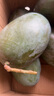 京鮮生 攀枝花凱特芒果 凈重8.5斤 帶箱9斤 單果400g+ 生鮮水果源頭直發(fā) 曬單實(shí)拍圖