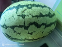 正宗寧夏中衛(wèi)硒砂瓜 石頭縫長(zhǎng)出的大西瓜 甘甜可口 新鮮水果 熱賣(mài) 10-12斤/個(gè)（小果嘗鮮越大越甜） 曬單實(shí)拍圖