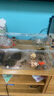 BARBAROUS GROWTH爬寵亞克力飼養(yǎng)盒爬蟲守宮寄居蟹箱蜥蜴蛇角蛙蜘蛛蝸牛甲蟲生態(tài)缸 大號(hào)飼養(yǎng)箱30*20*15 曬單實(shí)拍圖