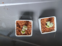 MPPMCK熊掌多肉植物熊童子【錦】網(wǎng)紅新款迷你小多肉陽臺桌面小盆栽室內(nèi) 高品質(zhì)變色藍(lán)熊-5葉 后期純藍(lán) 含盆 曬單實(shí)拍圖