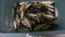 釣魚(yú)王春夏鯽魚(yú)餌料黑坑通殺鯽魚(yú)大板鯽濃腥香釣魚(yú)餌料野釣四季通殺餌料 一包【鯽魚(yú)魔餌】腥香組合 曬單實(shí)拍圖