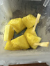 佳農 菲律賓黑鉆甜心菠蘿1.1kg 曬單實(shí)拍圖