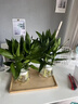 京厽觀(guān)音竹富貴竹水培植物帶根花卉綠植綠蘿室內盆栽轉運竹子水養好養 2盆帶根 成雙觀(guān)音竹3棵簡(jiǎn)易杯+營(yíng)養液 曬單實(shí)拍圖