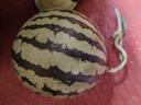【產(chǎn)地直采】麒麟奶油西瓜 約4.5kg 曬單實(shí)拍圖