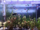 魚缸除藻去苔劑綠藻青苔凈水清除劑專用綠水褐藻絲黑毛藻 2L凈水王【凈化水質(zhì)清澈見底】 曬單實拍圖