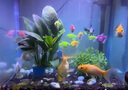 瘋狂石頭 魚(yú)缸凈水劑1.5L裝 水質(zhì)清澈凈化澄清劑除黃去味水族箱養魚(yú)用品 曬單實(shí)拍圖