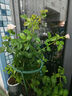 果汁陽(yáng)臺月季花苗四季開(kāi)花卉盆栽綠植物室內花易活玫瑰帶花苞庭院 藍色陰雨【大花濃香，月月開(kāi)分枝多】 【帶花苞】【盆口徑15cm】原盆冠25高35 曬單實(shí)拍圖