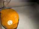麥舒特數顯智能電子溫控器儀冰箱爬寵控溫器插座鍋爐魚(yú)缸水溫度控制開(kāi)關(guān) 【高精液晶  空氣頭】10A/2200W 曬單實(shí)拍圖