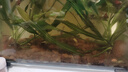 serfeey汽車玻璃修復液前擋風裂紋痕修補魚缸鏡子刮劃痕裂縫膠水工具 曬單實拍圖