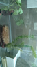 長(cháng)銳金晶超白玻璃魚(yú)缸烏龜缸裸缸生態(tài)溪流缸全套造景套餐 金晶超白魚(yú)缸 60x30x35cm【6mm】送魚(yú)缸墊+禮包 曬單實(shí)拍圖