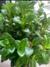 四季常青金魚花吊蘭盆栽室內(nèi)綠植花卉多肉植物發(fā)財樹好養(yǎng)易活客廳 金魚吊蘭【整盆20-30顆】原盆土 曬單實(shí)拍圖