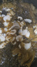 釣魚(yú)記免漿黑魚(yú)片1.5斤(3袋*250g)水煮酸菜魚(yú)火鍋食材冷凍生鮮 中秋聚餐 曬單實(shí)拍圖