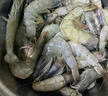 海之幫新鮮青島大蝦超大蝦凍蝦白蝦鮮活冷凍對蝦大號青蝦海鮮批發(fā) 16-18厘米活蝦速凍 3斤(凈重) 曬單實(shí)拍圖