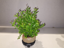 幼薇小葉赤楠盆景擺件 室內(nèi)綠植花卉盆栽老樁客廳辦公室桌面好養(yǎng)植物 小葉赤楠+蓮花盆+圓形底盤(pán) 帶盆栽好 曬單實(shí)拍圖