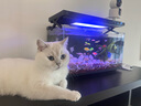 力狼貓條貓咪零食幼貓成貓寵物罐頭貓咪湯包濕糧 【功能款】5種口味15g*50支 曬單實(shí)拍圖