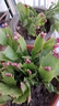 種花迷多色蟹爪蘭花苗盆栽帶花苞四季開(kāi)花重瓣抓蓮好養易活室內花 精品大紅色10棵帶花苞+肥料 不含盆 曬單實(shí)拍圖