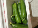 京鮮生 山東水果黃瓜 凈重3斤 單果90g+ 青瓜荷蘭瓜 源頭直發(fā) 曬單實拍圖