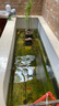 森森（SUNSUN）錦鯉魚(yú)飼料觀(guān)賞魚(yú)金魚(yú)飼料專(zhuān)用魚(yú)糧增色不渾水魚(yú)食錦鯉專(zhuān)用 綜合營(yíng)養3mm中顆粒 5斤裝 曬單實(shí)拍圖