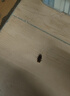 拜滅士拜耳蟑螂藥蟲(chóng)卵雙殺12g*2升級款滅蟑螂殺蟑膠餌室內廚房連環(huán)誘殺 曬單實(shí)拍圖