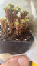 多肉組合盆栽陽臺盆栽喜陽植物新手福利按圖發(fā)貨品種花卉好養(yǎng) 球松造型樁9-12頭塑料盆栽好 曬單實(shí)拍圖
