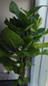 植男植女綠蘿柱室內(nèi)盆栽大型綠色客廳落地好養(yǎng)易活辦公室長藤繞樁源頭直發(fā) 曬單實(shí)拍圖