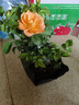 果汁陽臺(tái)月季花苗四季開花卉盆栽綠植物室內(nèi)花易活玫瑰帶花苞庭院 果汁陽臺(tái)【大花濃香，月月開分枝多】 【帶花苞】【盆口徑15cm】原盆冠25高35 曬單實(shí)拍圖