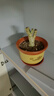 玉樹(shù)盆栽厚臉皮植物老樁多年生綠植陽(yáng)臺耐旱四季?；ɑ芏嗳庵参?【棒棒糖造型】玉樹(shù)10年大苗 原土發(fā)貨 曬單實(shí)拍圖