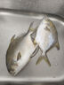 恒興食品 原條金鯧魚2斤 4條裝 BAP認證海鮮生鮮深海魚火鍋食材  曬單實拍圖