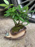 奇趣發(fā)財樹小盆栽室內(nèi)茶桌辦公室桌面好養(yǎng)植物綠植擺件四季常綠 奇趣發(fā)財樹+祥云盆+方形底座 曬單實拍圖