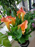 進(jìn)口馬蹄蓮帶花苞發(fā)貨四季開花 橘色馬蹄蓮 帶盆栽好 曬單實(shí)拍圖