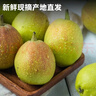 京鮮生 新疆庫爾勒香梨 凈重5斤 單果100g-120g 新鮮水果 源頭直發(fā) 曬單實(shí)拍圖