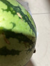 【產(chǎn)地直采】麒麟奶油西瓜1粒4kg 曬單實拍圖