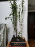 臨雅魚(yú)缸水培植物造景水杉樹(shù)苗一木成景水草水生植物活體水養植物盆栽 水培水杉80-100cm(易養/有水就活 10棵 曬單實(shí)拍圖