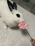 bunny nature成兔專用糧營養(yǎng)主糧飼料德國進(jìn)口 草本加強(qiáng)成兔糧600g 曬單實拍圖