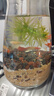 云峰海瑞小型熱帶魚(yú)觀(guān)賞魚(yú)孔雀魚(yú)雜袍孔雀魚(yú)天空藍活體活魚(yú)紅扇血紅 1公1母【鴻運當頭孔雀魚(yú)】 曬單實(shí)拍圖