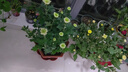 幫寶適【夏天散熱王者】一級幫嬰兒拉拉褲夏季超薄XL64片 尿不濕尿褲 曬單實(shí)拍圖