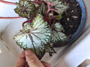 蟆葉秋海棠辦公室內桌面網(wǎng)紅綠植盆栽觀(guān)葉花卉植物 蝶衣秋海棠120#4-6葉 曬單實(shí)拍圖