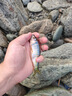 威拓森可折疊打水桶釣魚(yú)裝魚(yú)小水桶手提桶 8L【20*20灰】 送5M繩 曬單實(shí)拍圖