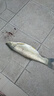 化氏魚(yú)餌老紅薯鯉魚(yú)鯽魚(yú)草魚(yú)餌野釣水庫(kù)黑坑打窩餌料釣魚(yú)用品 老紅薯+龍年大鯉+大無(wú)雙 曬單實(shí)拍圖