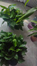 雙盟綠蘿盆栽除甲醛花卉綠植辦公室新房?jì)艋諝?80墨綠盆3盆源頭直發(fā) 曬單實(shí)拍圖