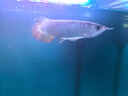 印尼紅龍魚(yú)活體魚(yú)辣椒紅龍超血紅龍金龍魚(yú)活魚(yú)龍魚(yú)小魚(yú)熱帶觀(guān)賞魚(yú) 精品——超血紅龍魚(yú)【包發(fā)色】 16-18cm【證書(shū)芯片齊全】包發(fā)色 曬單實(shí)拍圖