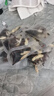 承義堂鹿茸肉蓯蓉鎖陽(yáng)淫羊藿五寶八寶茶10包黃精桑葚枸杞紅棗茶男士持久 曬單實(shí)拍圖