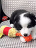 邊牧幼犬純種邊牧隕石邊牧雙血統(tǒng)黑白邊牧邊境牧羊犬金邊牧活體狗 寵物級 隕石邊牧 公 曬單實(shí)拍圖