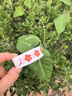 博教（BOJIAO）兒童獎(jiǎng)勵(lì)貼紙小學(xué)生幼兒園小紅花大拇指笑臉貼五角星表?yè)P(yáng)貼教師用積分貼表?yè)P(yáng)鼓勵(lì)貼紙卡通貼畫(huà) 15mm小紅花1000枚 曬單實(shí)拍圖